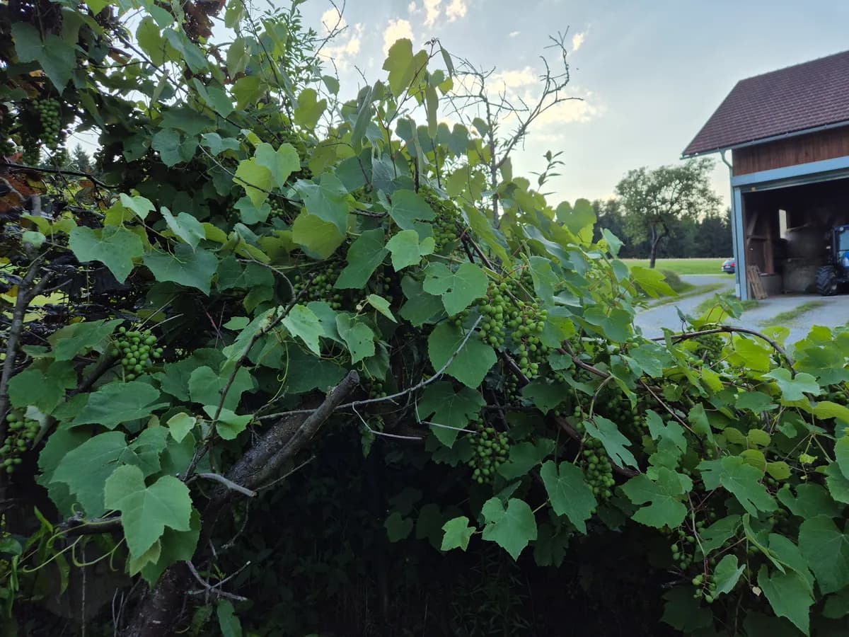 Grundstück mieten in Schärding – 1 200 m², € 4 – Bild 23 von 35