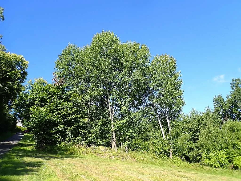 Grundstück kaufen in Jennersdorf – 4 232 m², € 52.000 – Bild 6 von 25