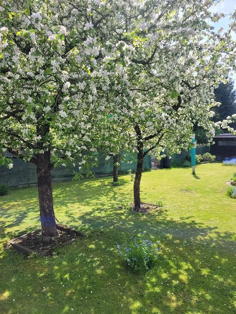 3-Zimmer-Haus mieten in Wels – 91 m², € 1.350 – Bild 9 von 16