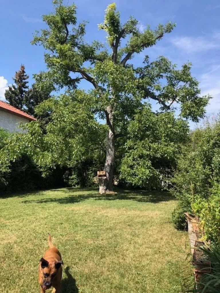 9-Zimmer-Haus kaufen in Wien – 230 m², € 995.000 – Bild 2 von 5