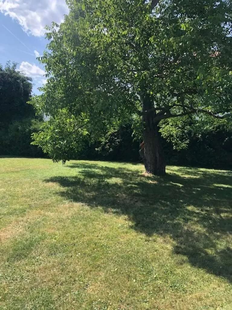9-Zimmer-Haus kaufen in Wien – 230 m², € 995.000 – Bild 5 von 5