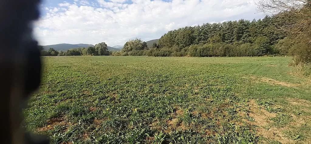Grundstück kaufen in Neunkirchen – 800 m², € 20 – Bild 8 von 8