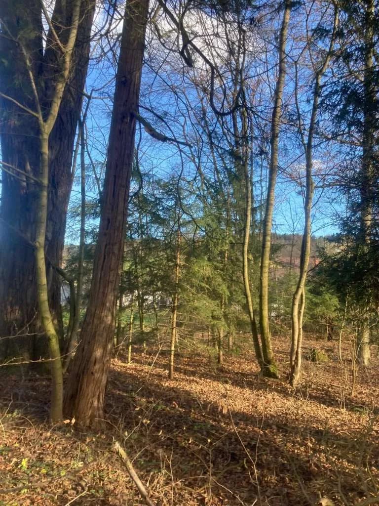 Grundstück kaufen in Scheibbs – 5 943 m², € 150.000 – Bild 2 von 9