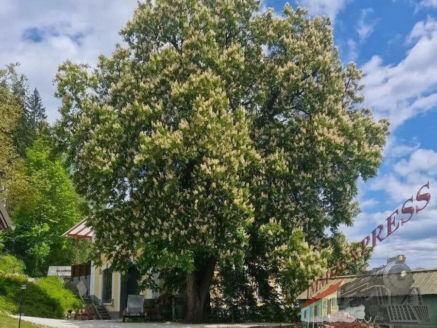 Immobilie kaufen in Bruck-Mürzzuschlag – 150 m², € 595.000 – Bild 58 von 65