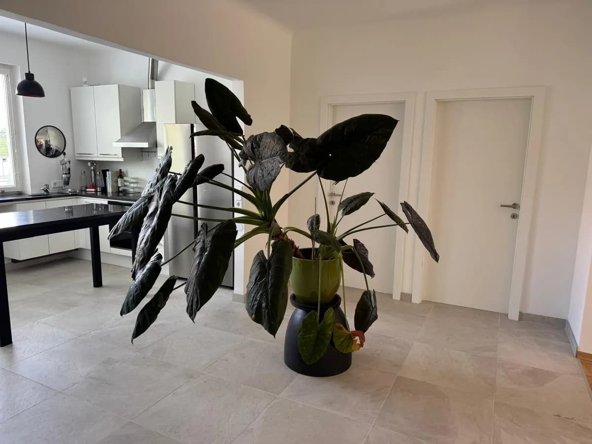 5-Zimmer-Wohnung mieten in Wien – 130 m², € 2.500
