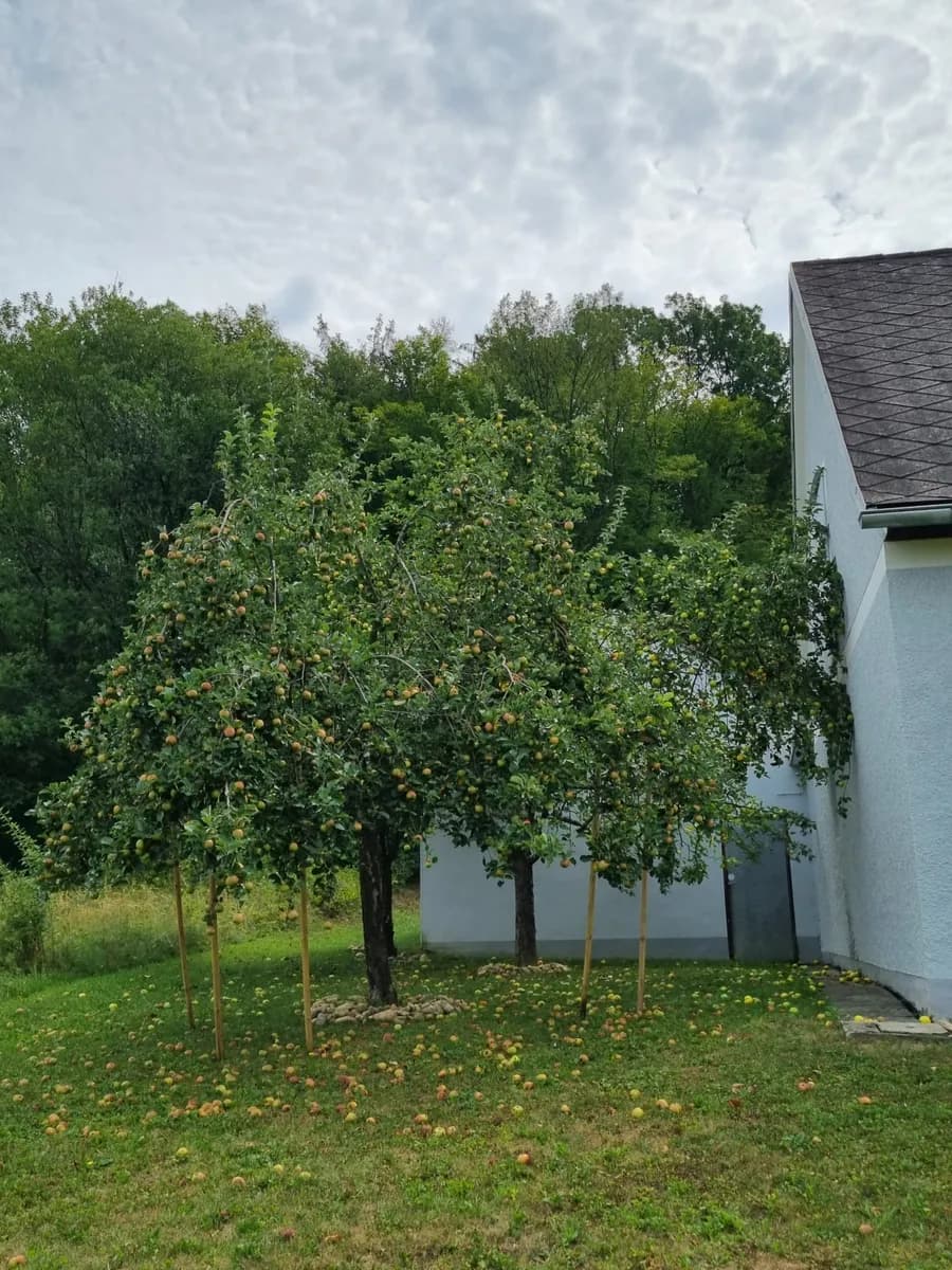 Haus mieten in Südoststeiermark – 70 m², € 600 – Bild 20 von 21