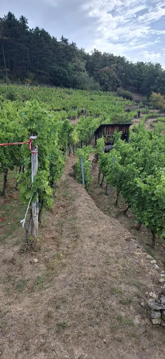 Grundstück kaufen in Krems Land – 2 300 m², € 57.500 – Bild 1 von 7