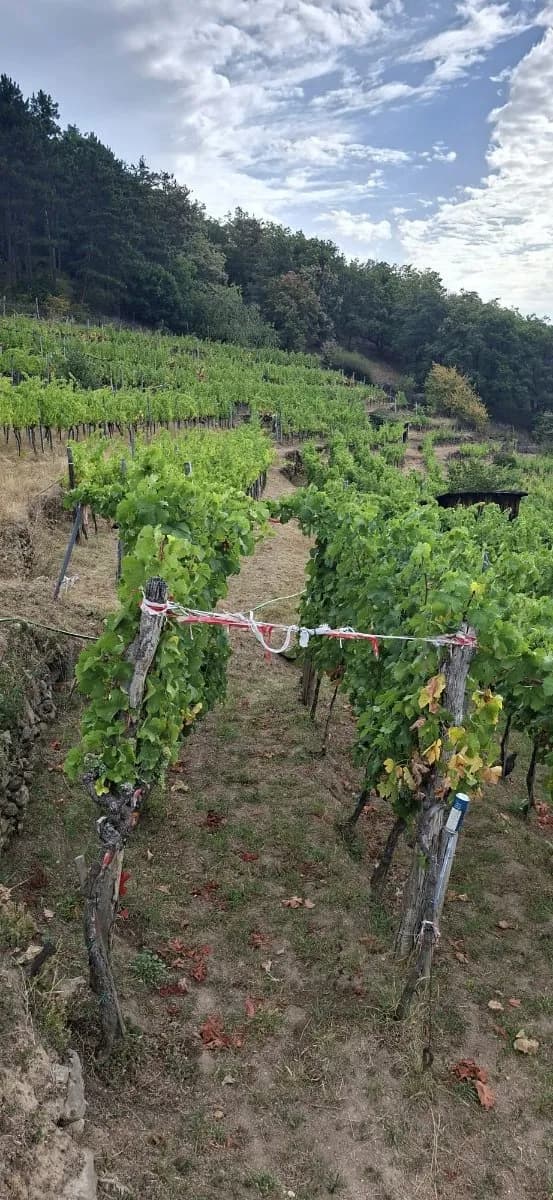 Grundstück kaufen in Krems Land – 2 300 m², € 57.500 – Bild 4 von 7