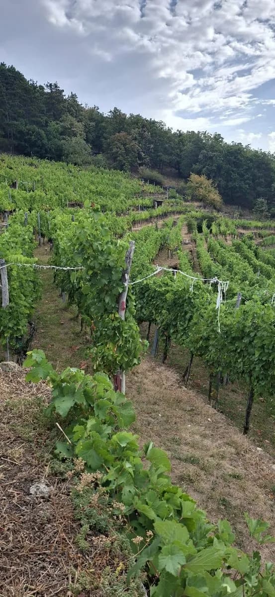Grundstück kaufen in Krems Land – 2 300 m², € 57.500 – Bild 6 von 7