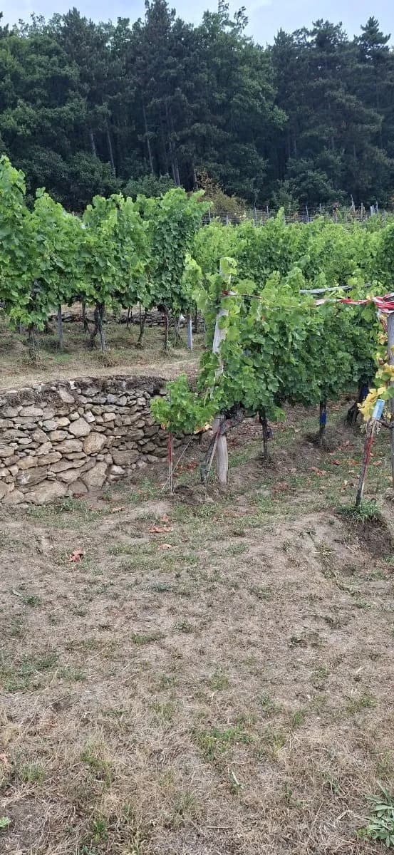 Grundstück kaufen in Krems Land – 2 300 m², € 57.500 – Bild 7 von 7