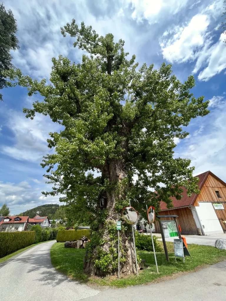 Gewerbeimmobilie kaufen in Voitsberg – 390 m², € 600.000 – Bild 55 von 55