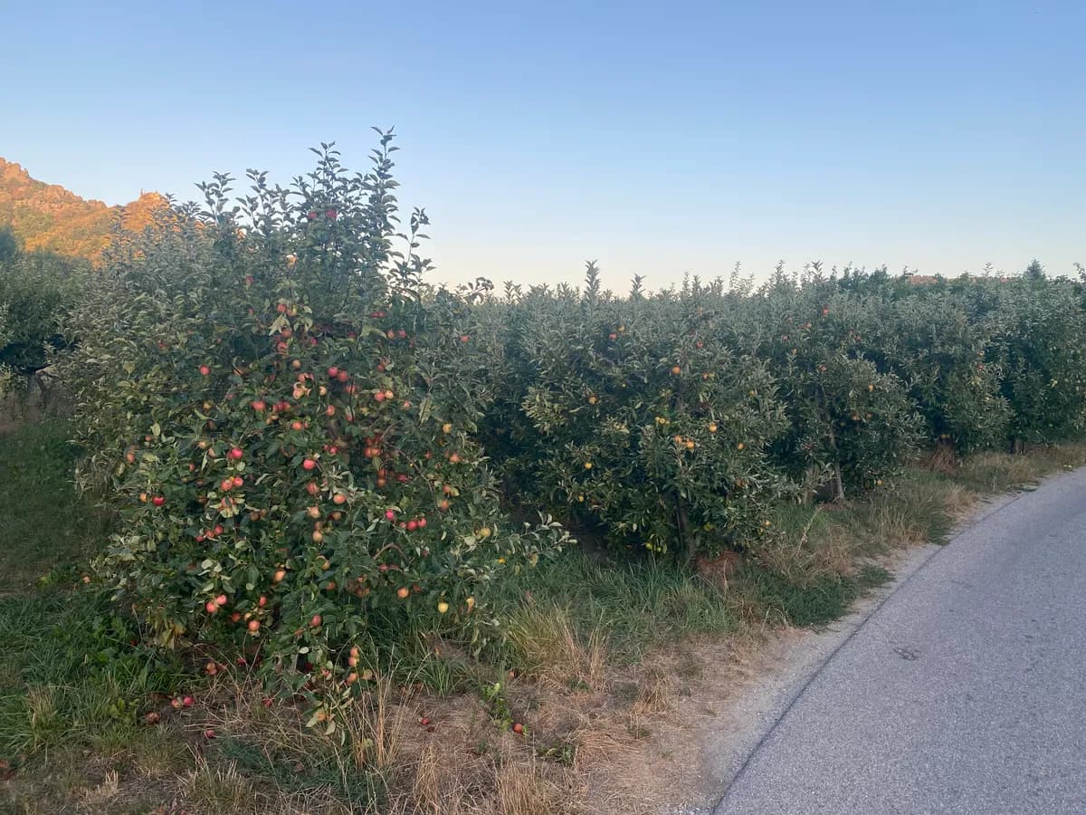 Grundstück kaufen in Krems Land – 7 421 m² – Bild 2 von 3