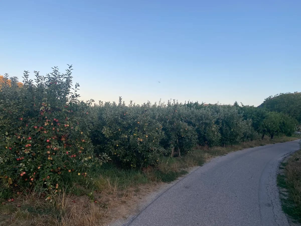 Grundstück kaufen in Krems Land – 7 421 m² – Bild 3 von 3