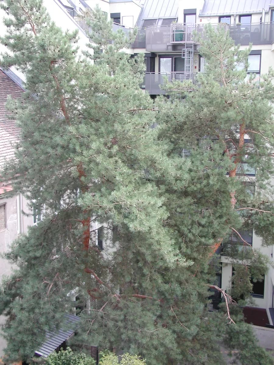 4-Zimmer-Wohnung mieten in Wien – 90 m², € 2.490 – Bild 8 von 26