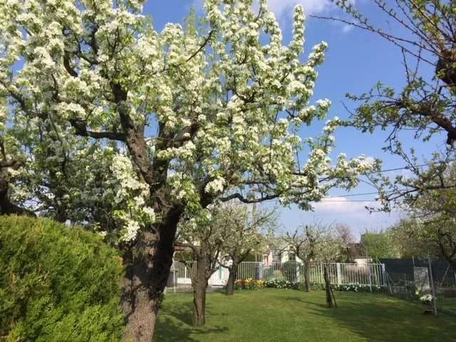 2-Zimmer-Wohnung mieten in Wien – 45 m², € 500 – Bild 13 von 16