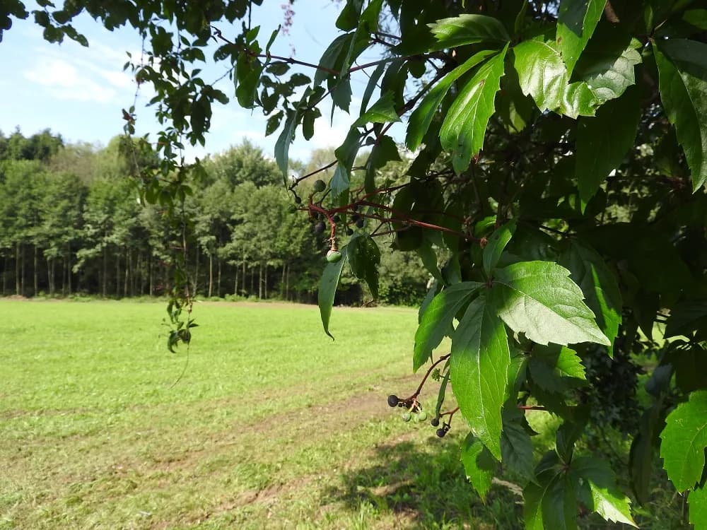 Grundstück kaufen in Wolfsberg – 900 m² – Bild 3 von 3