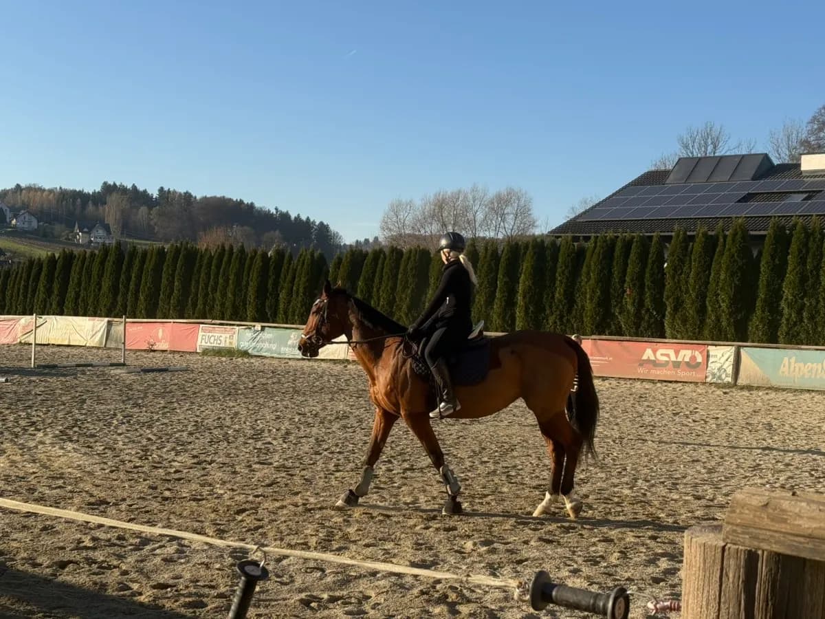 5-Zimmer-Immobilie kaufen in Südoststeiermark – 250 m², € 850.000 – Bild 21 von 23