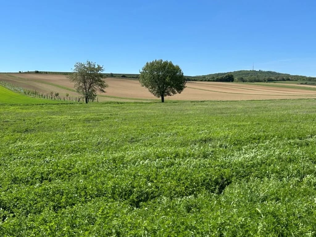 Grundstück kaufen in Mistelbach – 15 759 m², € 63.000 – Bild 2 von 3