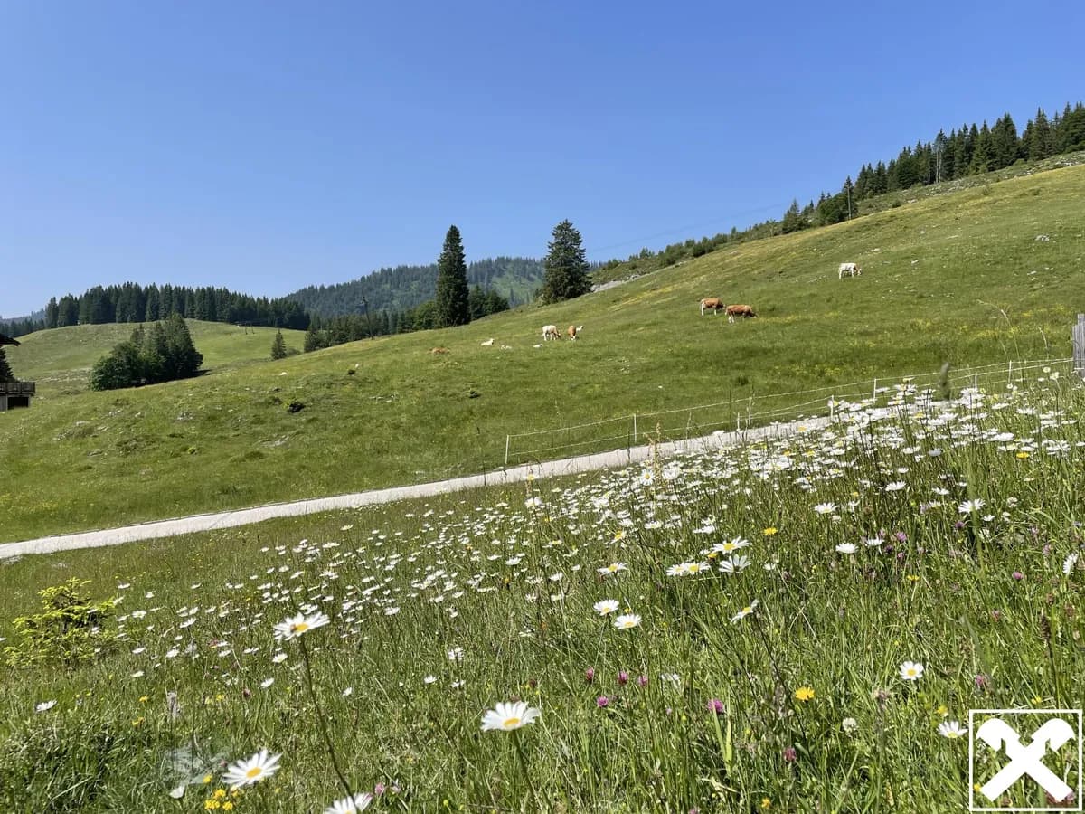 7-Zimmer-Immobilie kaufen in Hallein – 351 m², € 1.750.000 – Bild 2 von 9