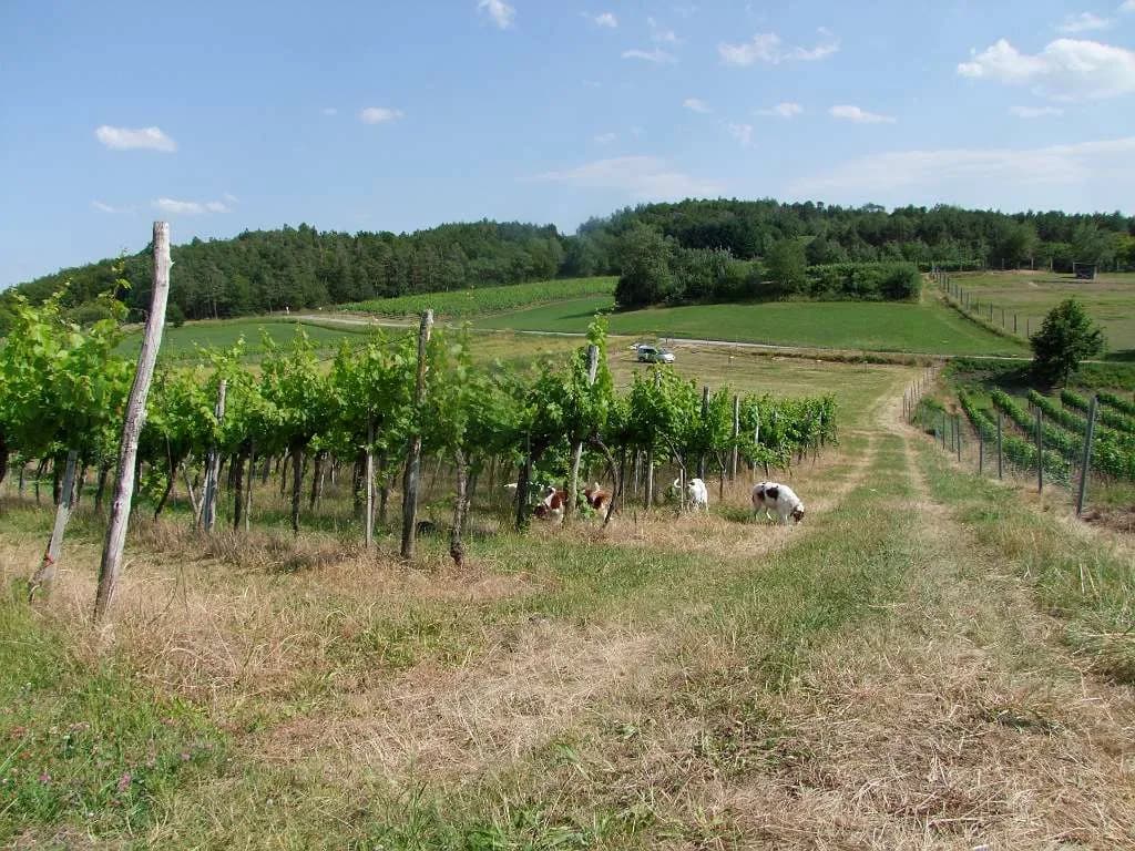 Immobilie kaufen in Krems an der Donau – 9 000 m², € 43.000 – Bild 2 von 2