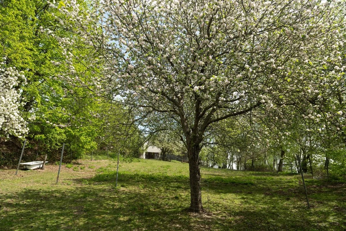 7-Zimmer-Immobilie kaufen in Wiener Neustadt Land – 238 m², € 445.000 – Bild 7 von 34