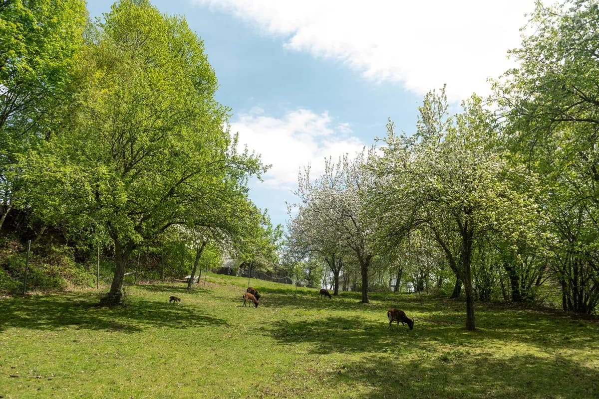 7-Zimmer-Immobilie kaufen in Wiener Neustadt Land – 238 m², € 445.000 – Bild 18 von 34