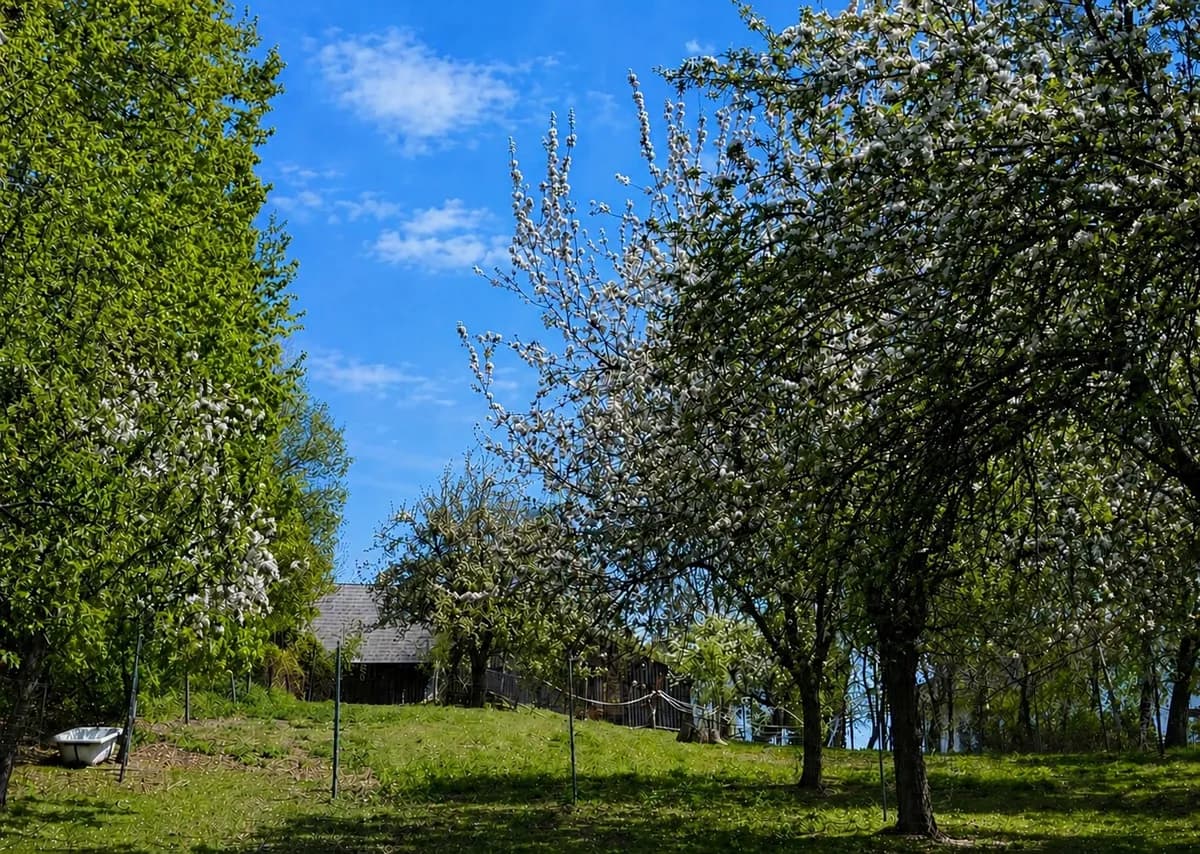 7-Zimmer-Immobilie kaufen in Wiener Neustadt Land – 238 m², € 445.000 – Bild 24 von 34