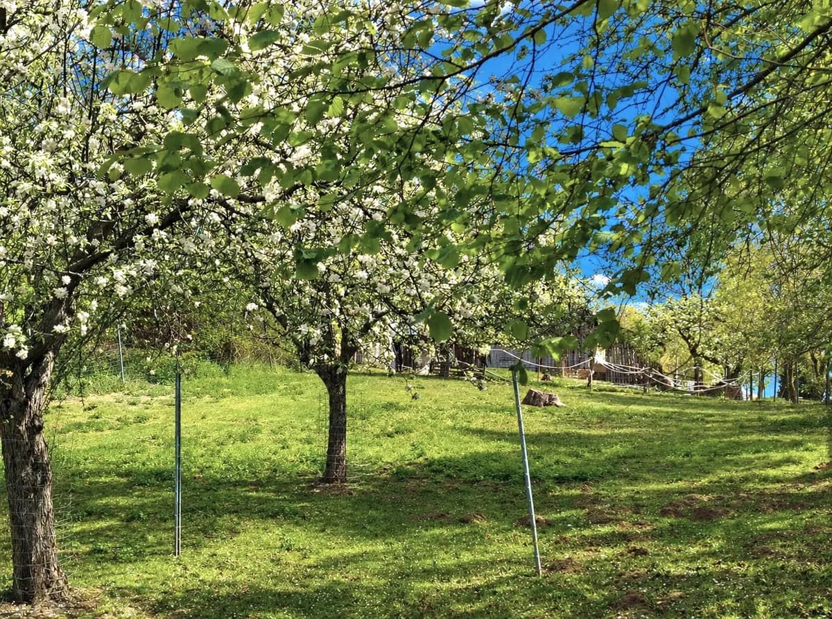 7-Zimmer-Immobilie kaufen in Wiener Neustadt Land – 238 m², € 445.000 – Bild 31 von 34
