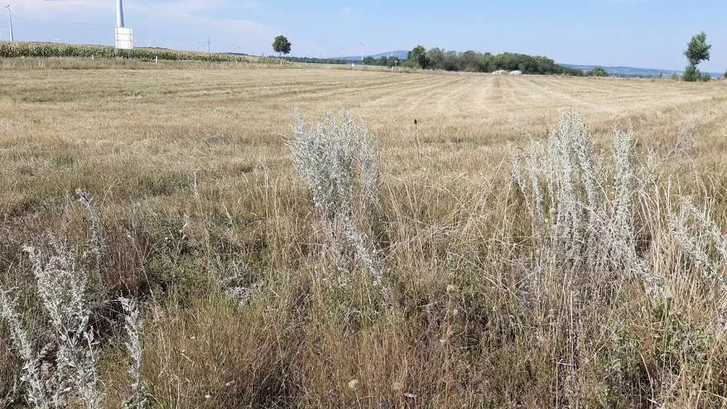Immobilie mieten in Neusiedl am See – 4 766 m² – Bild 2 von 4