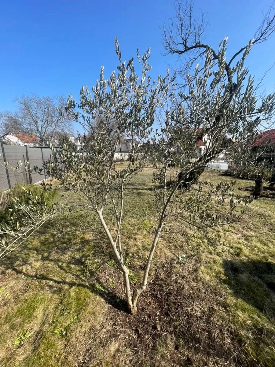 Immobilie mieten in Eisenstadt - Umgebung – 813 m², € 299 – Bild 9 von 12