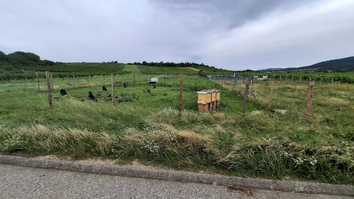 Grundstück kaufen in Mödling – 900 m², € 12.000 – Bild 2 von 10