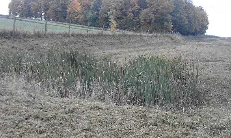 Immobilie mieten in Hollabrunn – 14 200 m², € 650 – Bild 7 von 18