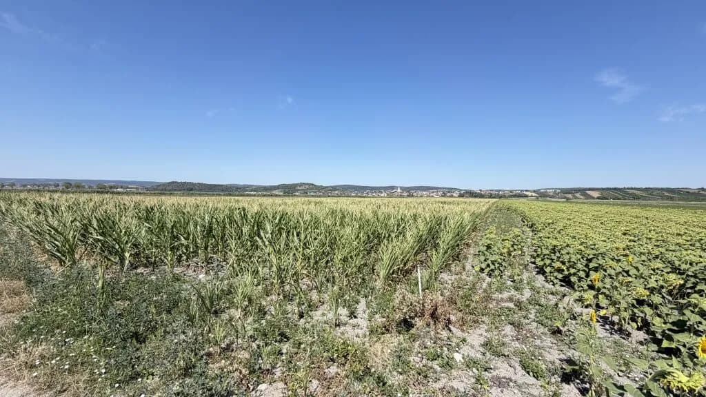 Immobilie kaufen in Neusiedl am See – 49 526 m², € 445.000 – Bild 3 von 7