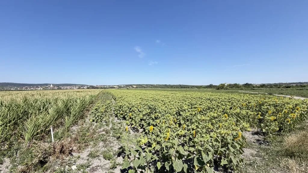 Immobilie kaufen in Neusiedl am See – 49 526 m², € 445.000 – Bild 4 von 7