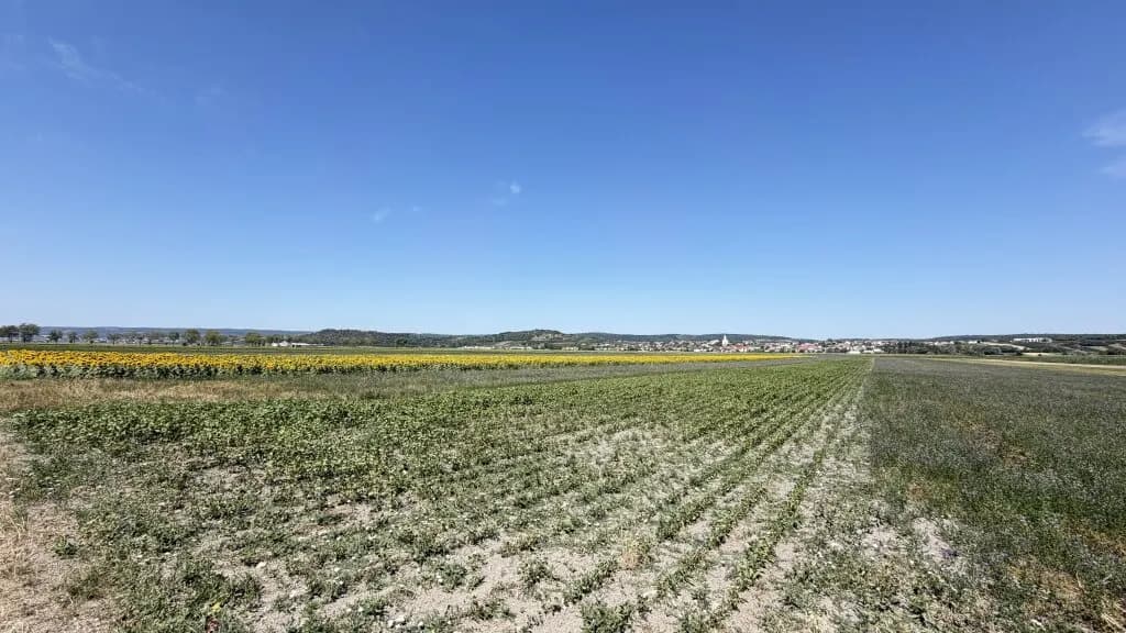 Immobilie kaufen in Neusiedl am See – 49 526 m², € 445.000 – Bild 6 von 7