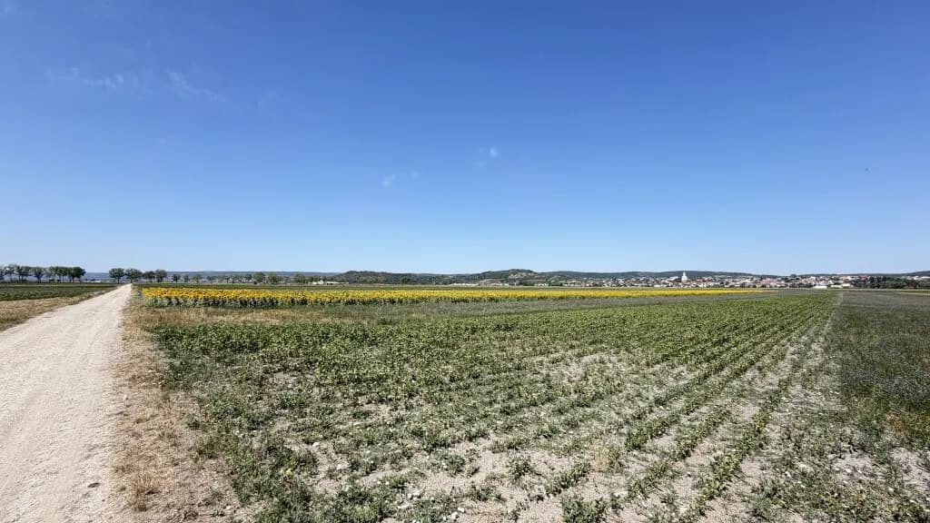 Immobilie kaufen in Neusiedl am See – 49 526 m², € 445.000 – Bild 7 von 7