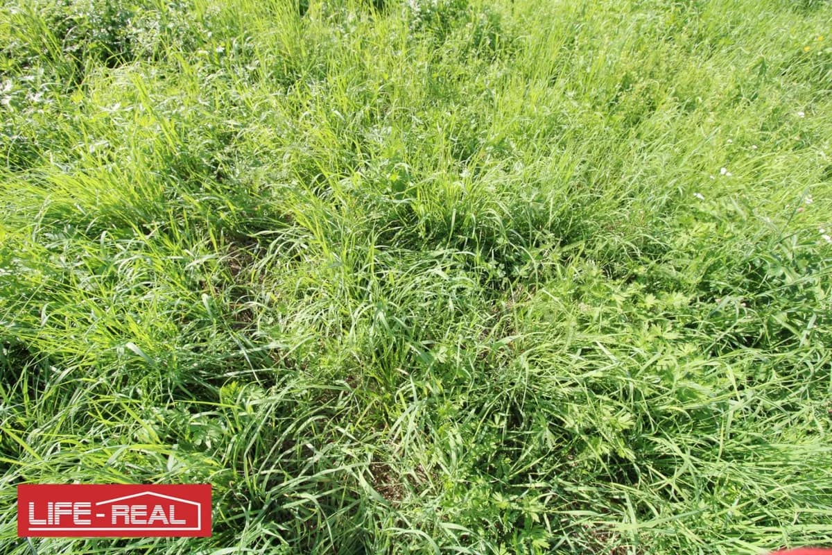 Grundstück kaufen in Freistadt – 3 689 m², € 210.000 – Bild 5 von 7