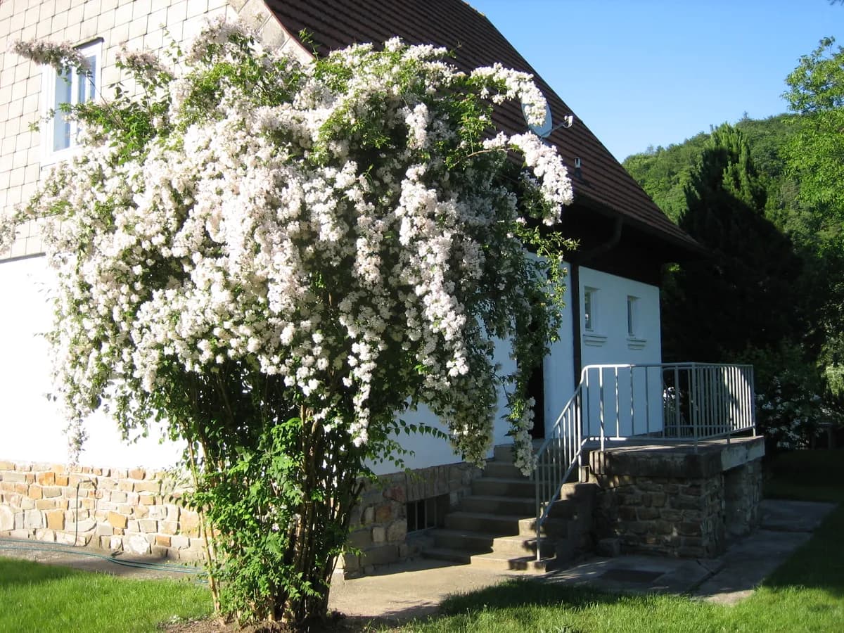 5-Zimmer-Haus mieten in Sankt Pölten Land – 117 m², € 1.500 – Bild 3 von 9