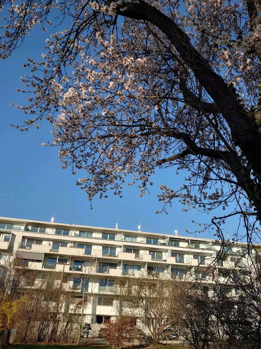 4-Zimmer-Wohnung mieten in Wien – 107 m², € 1.100 – Bild 1 von 5