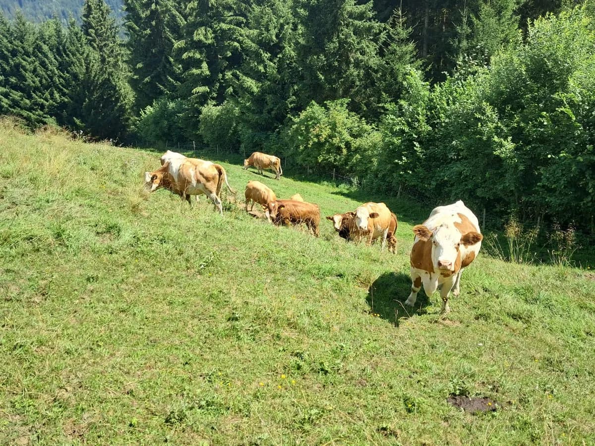 Immobilie mieten in Wolfsberg – 35 000 m² – Bild 9 von 16