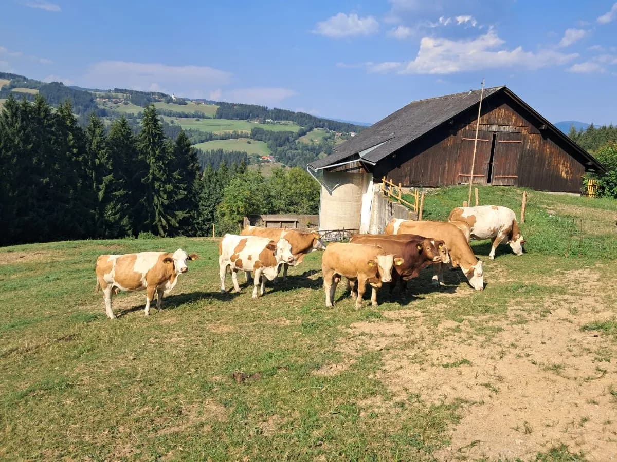 Immobilie mieten in Wolfsberg – 35 000 m² – Bild 10 von 16
