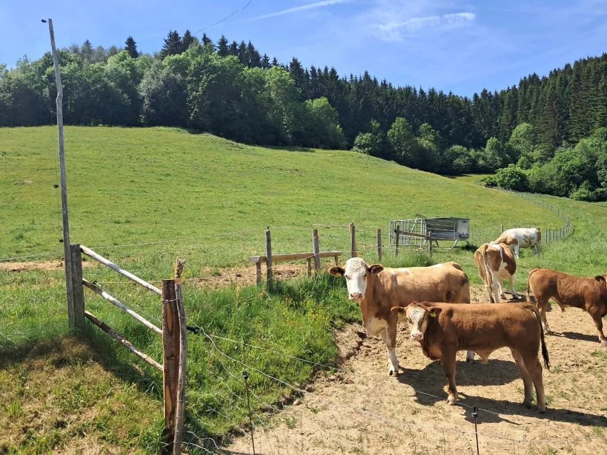 Immobilie mieten in Wolfsberg – 35 000 m² – Bild 12 von 16