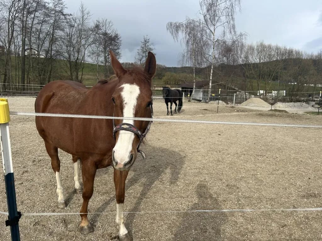 Immobilie mieten in Vöcklabruck – 30 000 m², € 2.000 – Bild 23 von 28