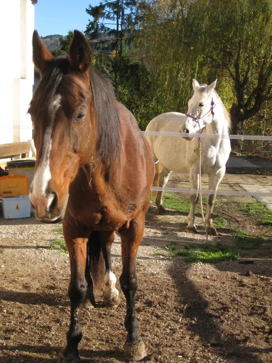 14-Zimmer-Immobilie kaufen in Amstetten – 375 m², € 650.000 – Bild 27 von 32