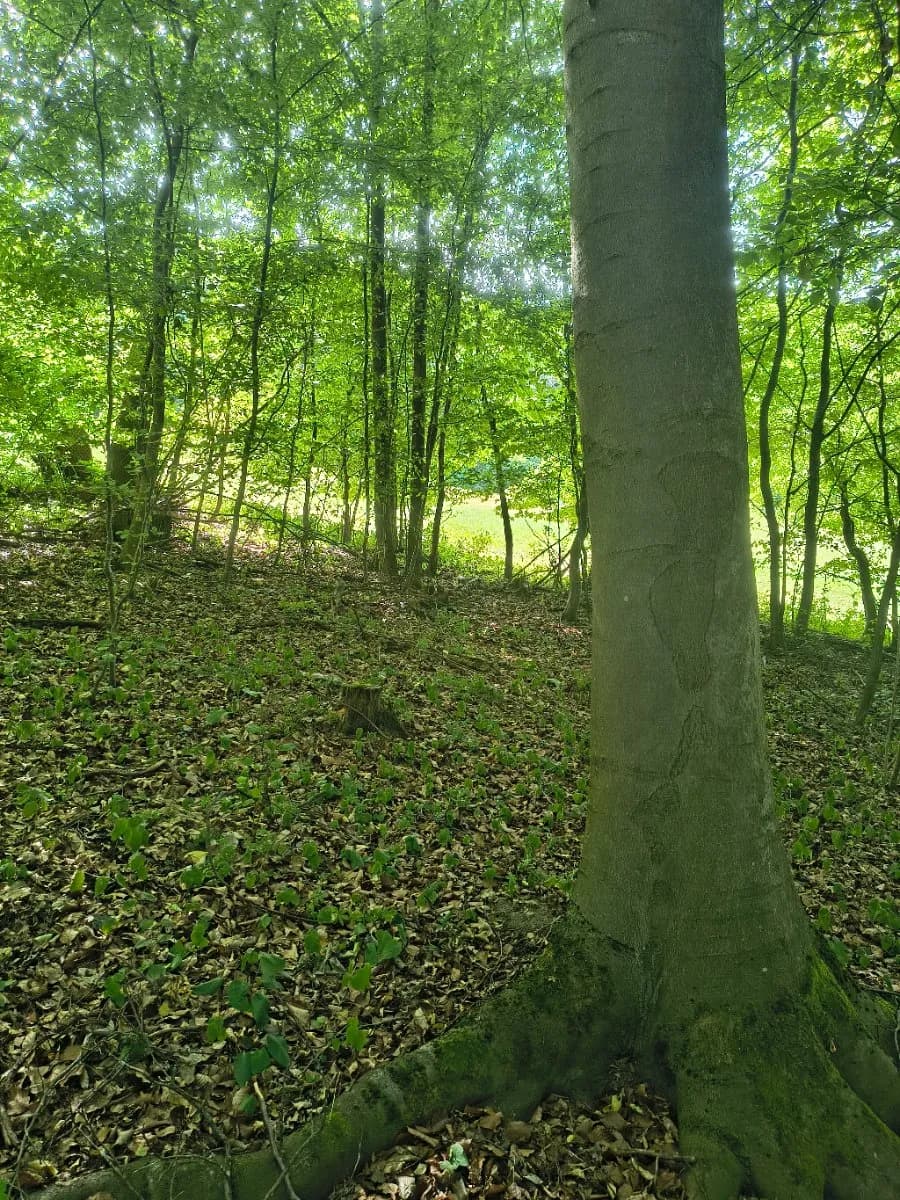 Grundstück kaufen in Krems Land – 13 729 m², € 49.000