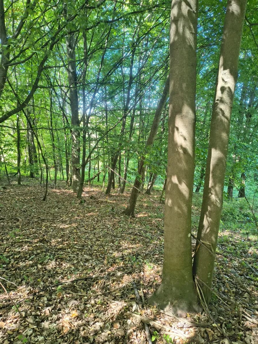 Grundstück kaufen in Krems Land – 13 729 m², € 49.000 – Bild 6 von 11