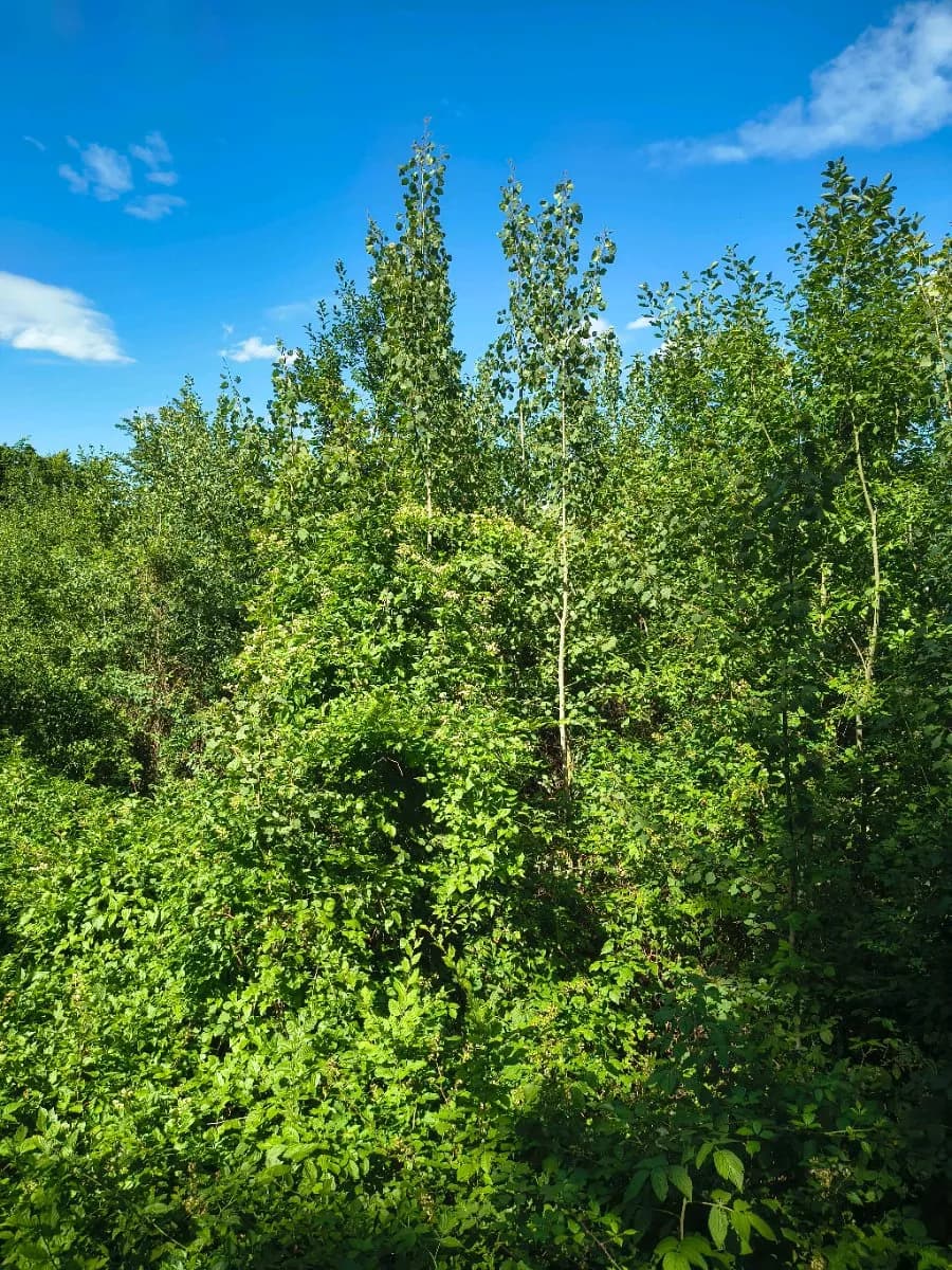 Grundstück kaufen in Krems Land – 13 729 m², € 49.000 – Bild 8 von 11