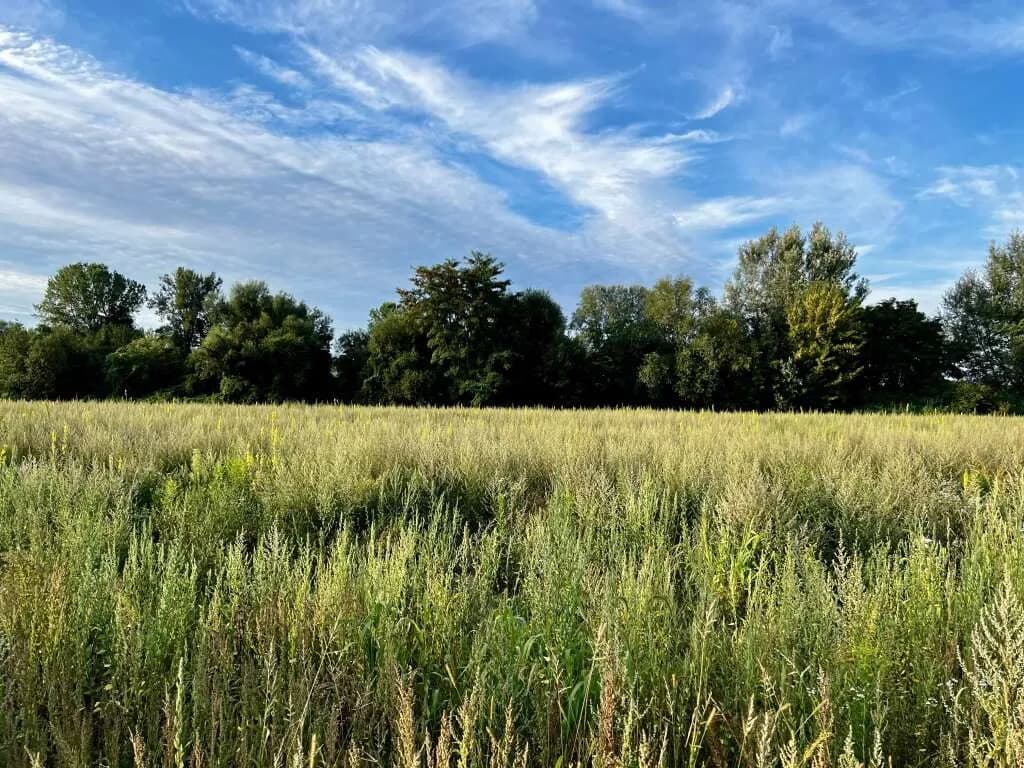 Grundstück kaufen in Perg – 500 m² – Bild 3 von 8