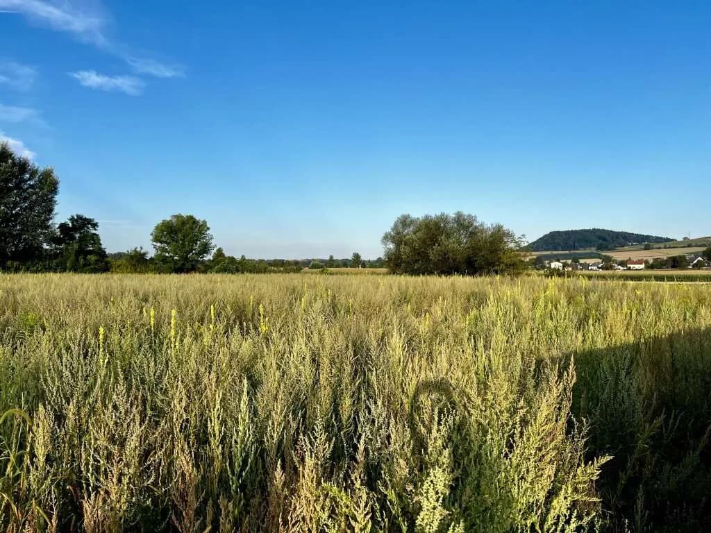 Grundstück kaufen in Perg – 500 m² – Bild 4 von 8