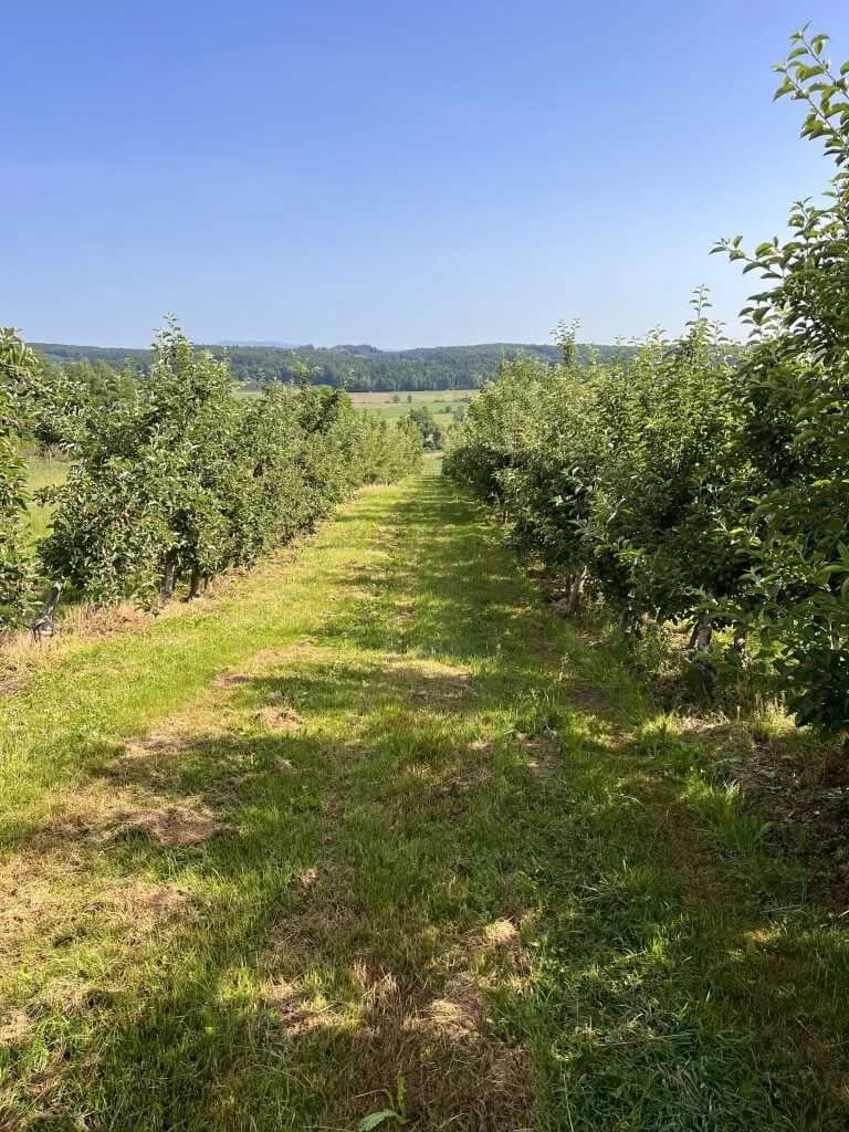 Immobilie kaufen in Hartberg-Fürstenfeld – 12 892 m², € 85.000 – Bild 3 von 15